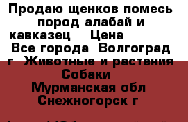 Продаю щенков помесь пород алабай и кавказец. › Цена ­ 1 500 - Все города, Волгоград г. Животные и растения » Собаки   . Мурманская обл.,Снежногорск г.